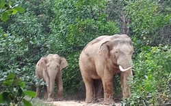 Đàn voi rừng hung dữ kéo về quật bật gốc 100 cây xoài, 50 cây dừa