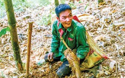 "Săn" lộc rừng mập u ú, nhú từ dưới đất trồi lên nhọn hoắt