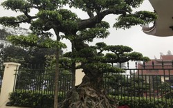 Chiêm ngưỡng cây sanh hàng trăm tuổi có giá triệu đô ở Hưng Yên