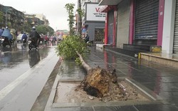 Hà Nội: Cây xanh bật gốc, đường ngập sau trận mưa lớn đầu tiên