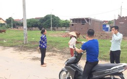 Vụ bé trai bị chó cắn tử vong: “Tôi hét khản cổ, ném gạch đá nhưng đàn chó không sợ"