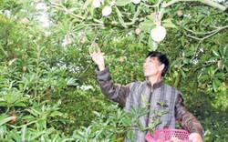 Trồng 60 cây hồng xiêm Lào, ra trái to bự, dễ đút túi 100 triệu