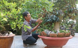 Lạ mà hay: Ở nơi này, dân kiếm bộn tiền nhờ bonsai xoài, vú sữa