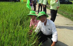 Giống lúa bán cao nhất thị trường, dân xứ Quảng mê có gì đặc biệt?