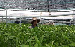 Sang Thái học trồng rau thủy canh, trai trẻ thu 2 triệu ngon ơ mỗi ngày