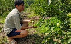 Tây Ninh: Cùng nhau trồng chanh tứ quý, lúc đắt bán tới 40 ngàn/ký