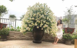 Sửng sốt với bình hoa loa kèn 1000 bông "mười phân vẹn mười" của bà mẹ Hà Thành