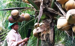 Làm giàu ở nông thôn: Sung túc nhờ trồng dừa xiêm chuỗi