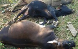 Bắc Kạn: 8 ngày 6 con trâu bò chết nghi do uống phải nước có cyanua