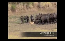 Video: Sư tử quật ngã trâu rừng, không ngờ bị cả đàn trâu kéo đến thách thức