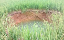 Quảng Trị: Xuất hiện hố sâu 4 mét giữa ruộng lúa