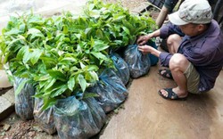 Lạng Sơn: Cấp phát cây giống cho nông dân cao hơn giá thị trường