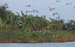 3.000 ngày canh giữ, biến đảo hoang thành nơi chim bay, cá lượn