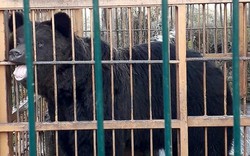 Nga: Thò tay vào chuồng gấu cho ăn, lãnh hậu quả khốc hại
