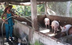 Long An dốc toàn lực bảo vệ đàn heo khỏi dịch tả lợn châu Phi