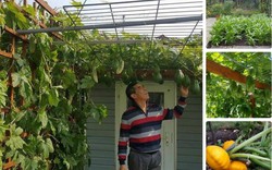 Ông bố Việt ở Đức mê trồng rau vì muốn cả nhà được ăn sạch