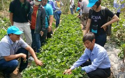 “Ngả mũ” với cách tiếp thị sản phẩm của nông dân Thái Lan
