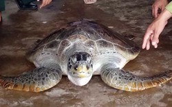 Cà Mau: Liên tiếp thả rùa biển quý hiếm về đại dương