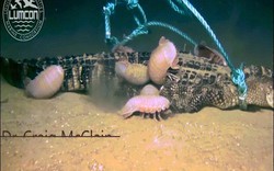 Video: Sinh vật kỳ dị dưới biển xâu xé “sát thủ đầm lầy”