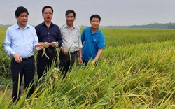Thứ trưởng Bộ NN&PTNT Lê Quốc Doanh thăm mô hình liên kết sản xuất giống lúa BC15 tại Quảng Nam