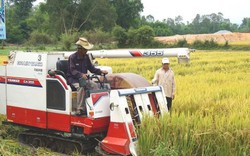 Vụ Đông Xuân miền Trung- Tây Nguyên: Năng suất lúa đạt tới 6 tấn/ha