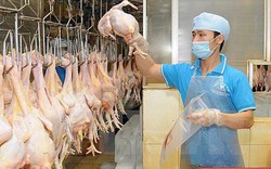 Số lượng lên đến 409 triệu con, Việt Nam vẫn nhập 128.000 tấn thịt gà