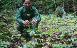 Quảng Nam: Lập chốt giữ sâm trồng giấu kín trong rừng sâu