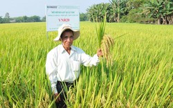 Nông dân xứ Quảng “ngỡ ngàng” với giống lúa siêu năng suất 81 tạ/ha