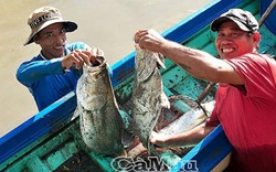 Thuốc vuông tôm ở Cà Mau: Bắt được cá chẽm bự, bán 100 ngàn/ký