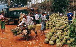 Sầu riêng chín bói đầu mùa giá cao ngất, có trái nào lái khuân hết