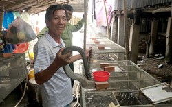An Giang: Nuôi nhốt bầy rắn hổ hèo, bán 300-400 ngàn đồng/ký