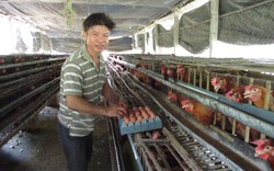 Quảng Nam: Nuôi gà siêu trứng, dưới ao thả cá, lãi 12 triệu/tháng