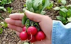 Cô gái bỏ thành phố về quê trồng củ cải "tí hon", bán gần 550.000/kg