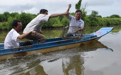 Cà Mau: Vô rừng nuôi cua, lời 130 triệu/tháng, bắt toàn con to bự