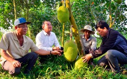Kiên Giang: Mít Thái giá 500 ngàn/trái, lái vô tận vườn đòi mua