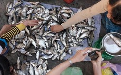 Chuyện lạ Vĩnh Long: Chen chân mua cá "trời cho" lấm lem bùn đất