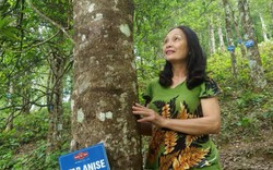 Lạng Sơn: Chi 900 triệu để "hữu cơ hóa" loài cây ra hoa thơm lừng
