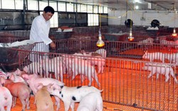Thịt lợn an toàn: Nuôi lợn theo chuỗi, nông dân hết sợ “bão dịch”