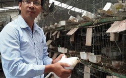 Hải Phòng: Bỏ đi tàu viễn dương về quê nuôi thập cẩm con đặc sản