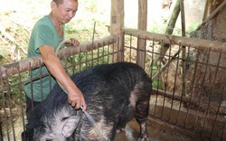 'Quái vật' lợn rừng 200kg, da dày cộp, móng khủng, nanh cong vút