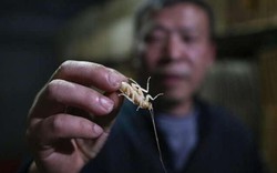 Người đàn ông Trung Quốc nuôi hàng triệu con gián làm mồi nhậu