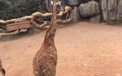 Vườn thú Trung Quốc sốc vì khách ném 1.500 USD cho hươu cao cổ