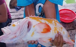 Cá lạ màu vàng loang lổ đẹp mê hồn chưa từng ghi nhận ở Việt Nam