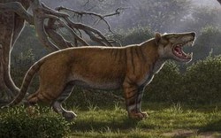 Phát hiện hóa thạch 22 triệu năm của thú săn mồi cổ đại