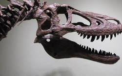 Tá hỏa vì hóa thạch khủng long T-Rex duy nhất bị rao bán trên eBay