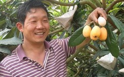 Trồng nhót tây, loại quả lạ lẫm với người Việt, thu hơn nửa tỷ đồng mỗi năm