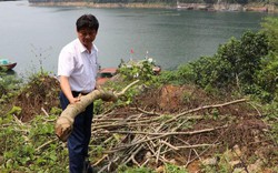 Hòa Bình: Kinh hoàng 200 cây sưa 10 năm tuổi bị kẻ xấu cưa đổ gục