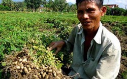 Đậu phộng “đẻ” lãi gấp 5 lần trồng lúa, chỉ 1 huyện đã thu 370 tỷ