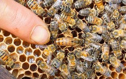 Mùa ong di cư lớn nhất: Bỏ vợ con đi theo mùa hoa, kiếm trăm triệu