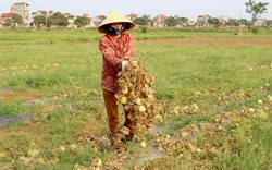 Nghệ An: Khóc ròng vì dưa lê bị sâu ăn thủng, héo rũ chết hàng loạt